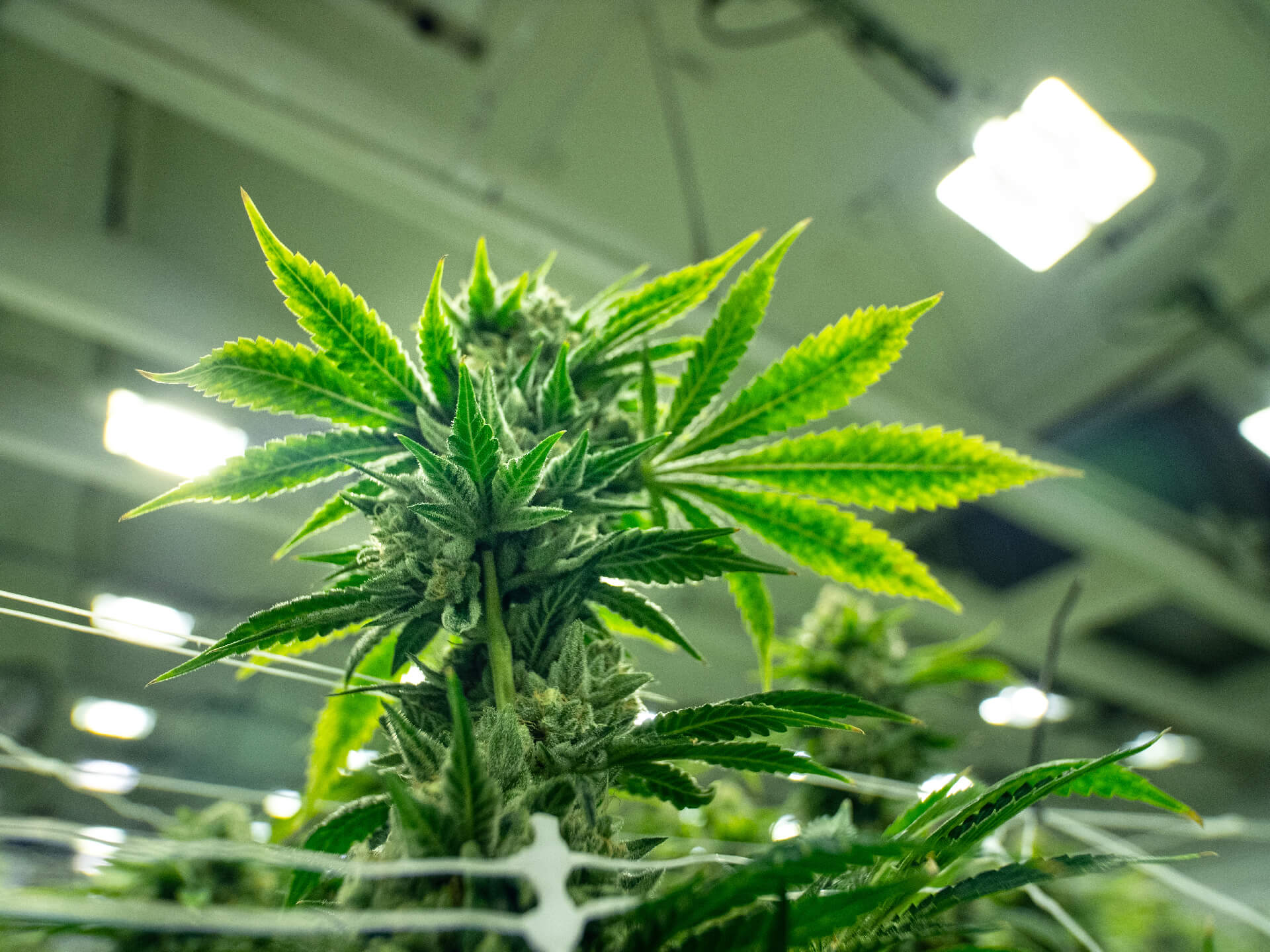 Marijuana_Grow_Lights_Copy_1 Marijuana Plant