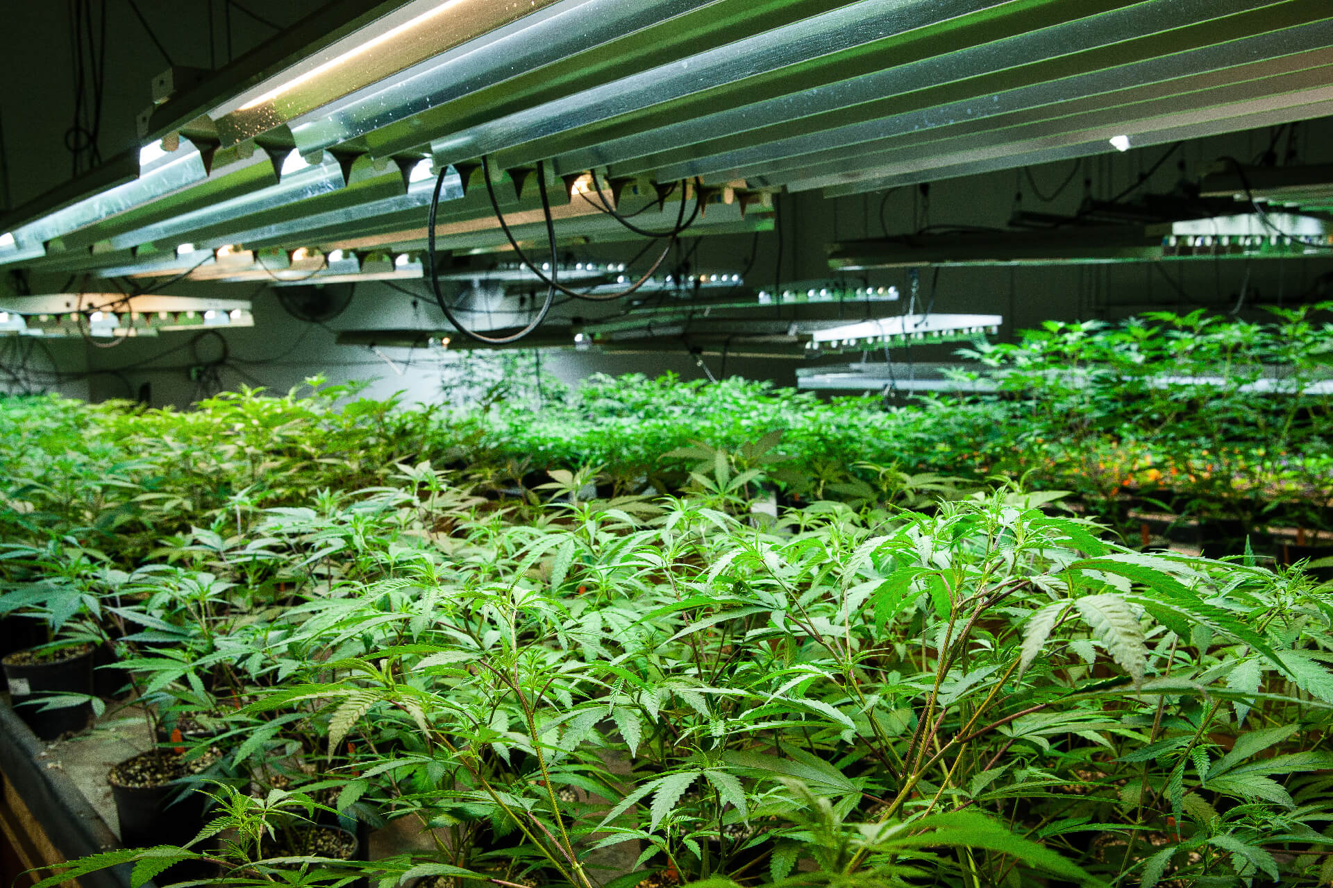 Marijuana Grow Room