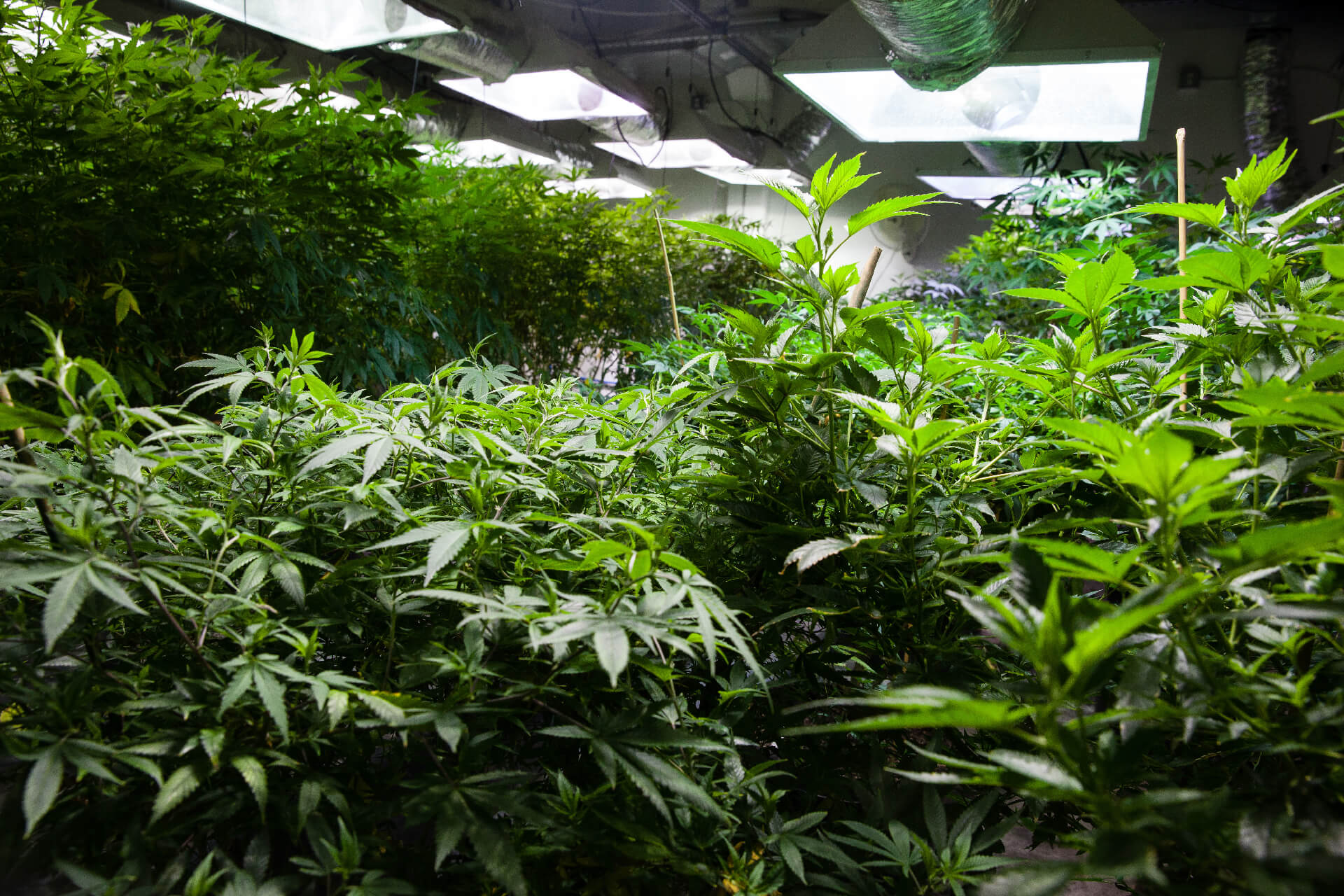 Marijuana_Grow_Lights_Copy_2 Marijuana Plants