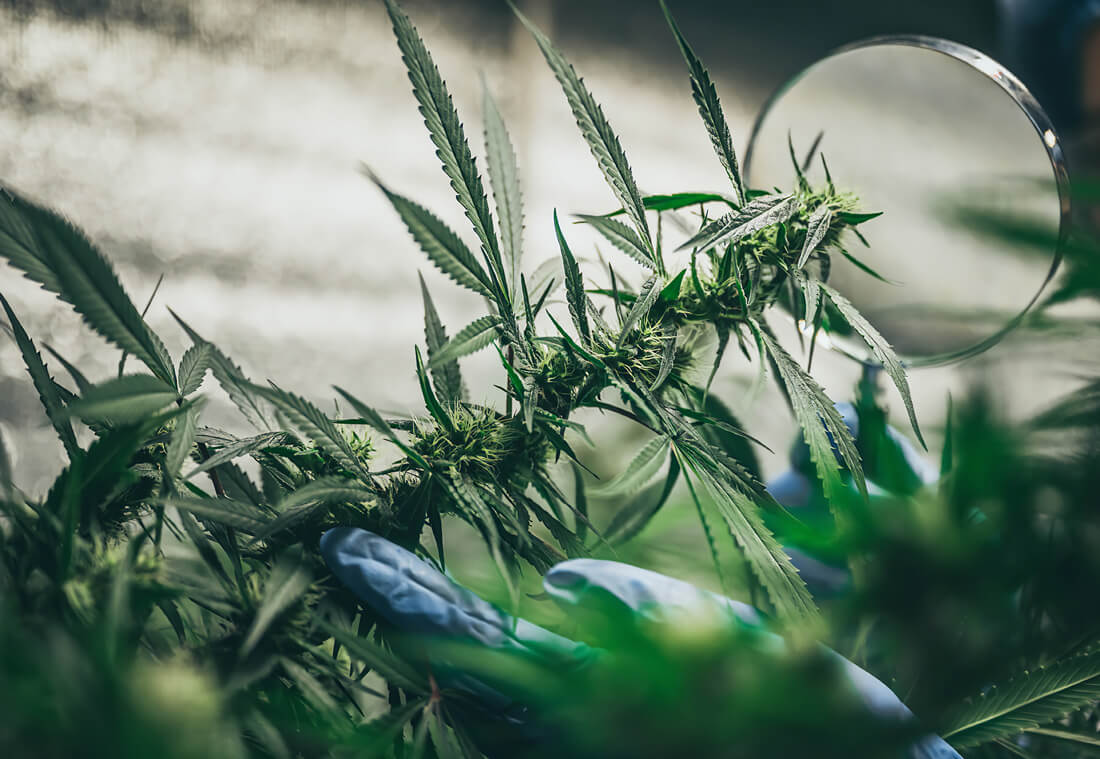 Marijuana Under a Magnifying Glass